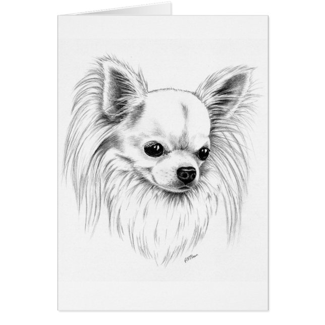 Longcoat chihuahua (Voorkant)