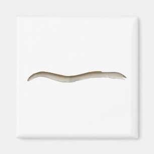 Longfin Snake-eel Magneet