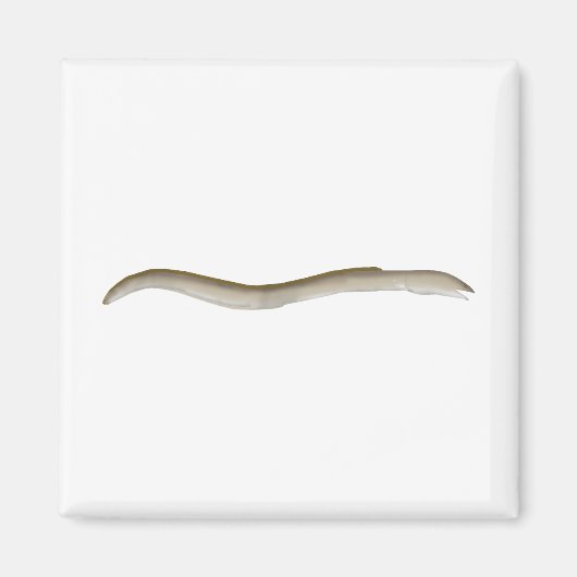 Longfin Snake-eel Magneet (Voorkant)