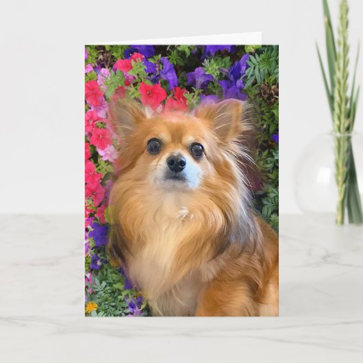 Longhair Chihuahua Bloemen Kaart (Voorkant)