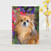 Longhair Chihuahua Bloemen Kaart (Gele Bloem)