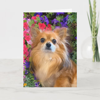 Longhair Chihuahua Bloemen Kaart