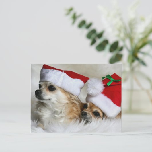 Longhair chihuahuas feestdagenkaart (Staand voorkant)