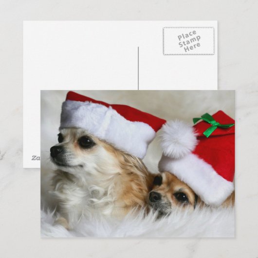 Longhair chihuahuas feestdagenkaart (Voorkant / Achterkant)