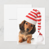 Longhair Dachshund Puppy Briefkaart (Voorkant / Achterkant)