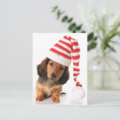 Longhair Dachshund Puppy Briefkaart (Staand voorkant)