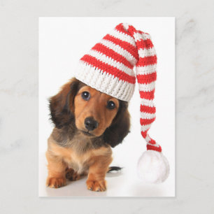 Longhair Dachshund Puppy Briefkaart