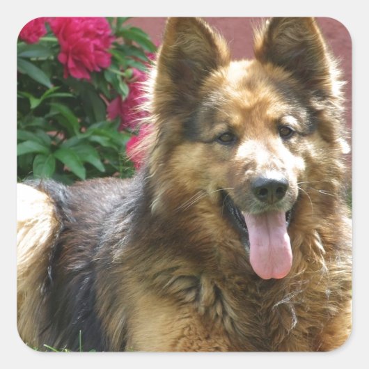 Longhair Duitse Herder Vierkante Sticker (Voorkant)