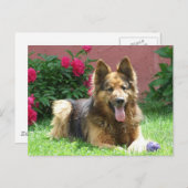 Longhair German Shepherd Briefkaart (Voorkant / Achterkant)