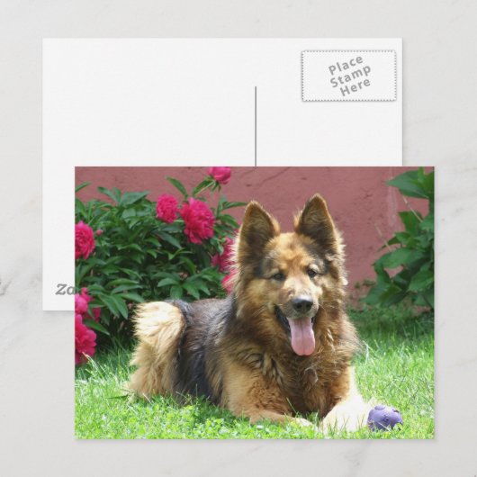 Longhair German Shepherd Briefkaart (Voorkant / Achterkant)