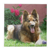 Longhair German Shepherd Tegeltje (Voorkant)