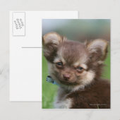 Longhaire Chihuahua Puppy die naar camera kijkt Briefkaart (Voorkant / Achterkant)