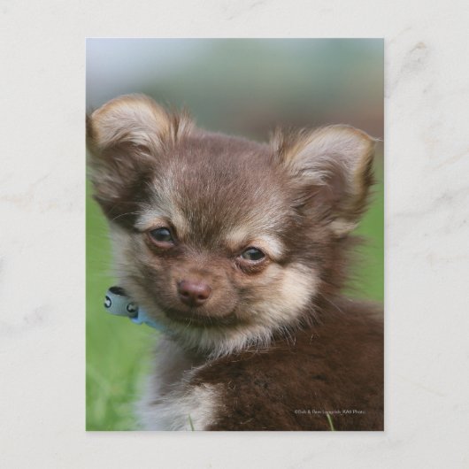 Longhaire Chihuahua Puppy die naar camera kijkt Briefkaart (Voorkant)