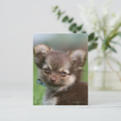 Longhaire Chihuahua Puppy die naar camera kijkt Briefkaart (Staand voorkant)