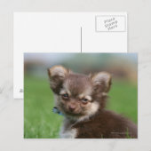 Longhaire Chihuahua Puppy die naar camera kijkt Briefkaart (Voorkant / Achterkant)