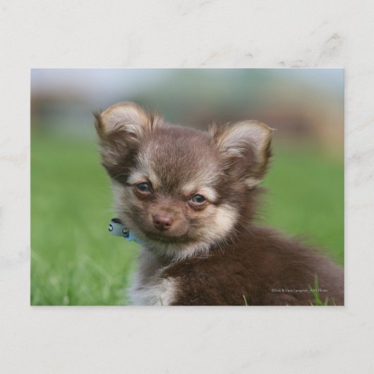 Longhaire Chihuahua Puppy die naar camera kijkt Briefkaart (Voorkant)