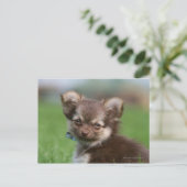 Longhaire Chihuahua Puppy die naar camera kijkt Briefkaart (Staand voorkant)