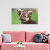 Longhaire Chihuahua Puppy die naar camera kijkt Canvas Afdruk (Insitu (Woonkamer))