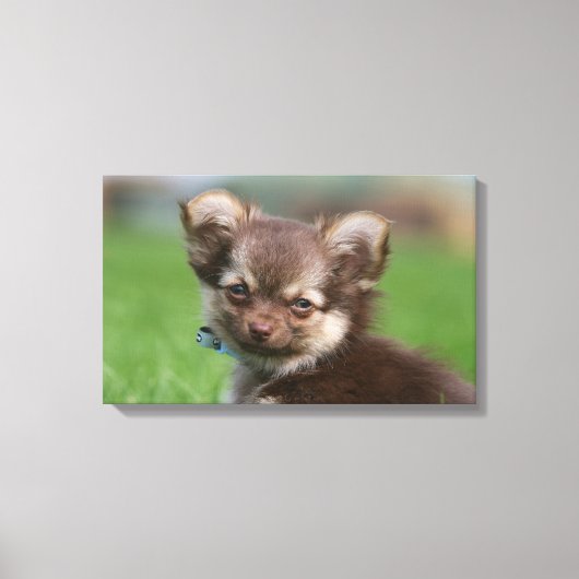 Longhaire Chihuahua Puppy die naar camera kijkt Canvas Afdruk (Voorkant)