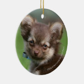 Longhaire Chihuahua Puppy die naar camera kijkt Keramisch Ornament (Rechts)