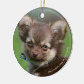 Longhaire Chihuahua Puppy die naar camera kijkt Keramisch Ornament (Links)