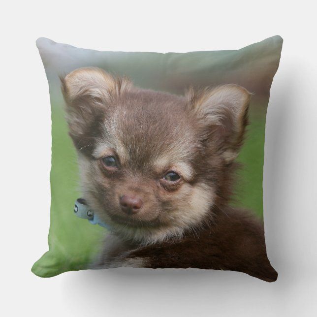 Longhaire Chihuahua Puppy die naar camera kijkt Kussen (Voorkant)