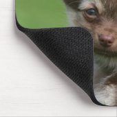 Longhaire Chihuahua Puppy die naar camera kijkt Muismat (Hoek)