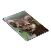 Longhaire Chihuahua Puppy die naar camera kijkt Notitieboek (Rechterzijde)