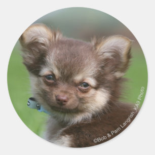 Longhaire Chihuahua Puppy die naar camera kijkt Ronde Sticker
