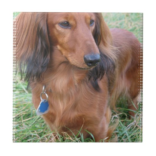 Longhaire Dachshund Tile Tegeltje (Voorkant)