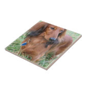 Longhaire Dachshund Tile Tegeltje (Zijkant)
