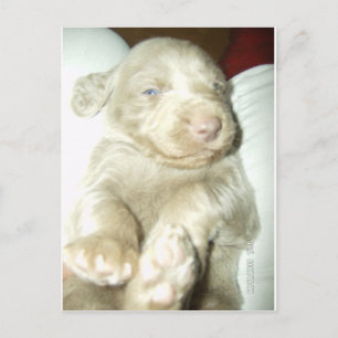 Longhaire Pup Weimaraner Briefkaart