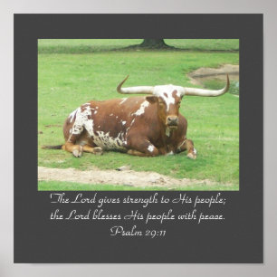 Longhorn 11 x 11 Poster