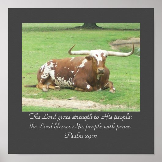 Longhorn 11 x 11 Poster (Voorkant)