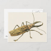 Longhorn Beetle Briefkaart (Voorkant / Achterkant)