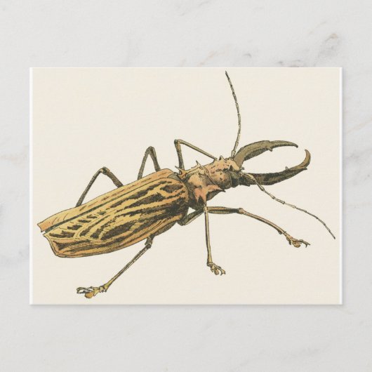 Longhorn Beetle Briefkaart (Voorkant)