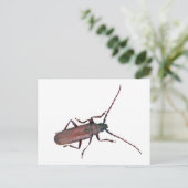 Longhorn Beetle Coördinerende punten Briefkaart (Staand voorkant)