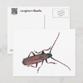 Longhorn Beetle Coördinerende punten Briefkaart (Voorkant / Achterkant)