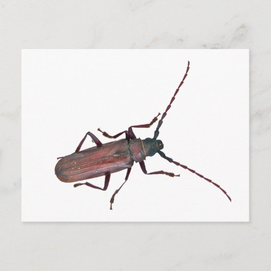 Longhorn Beetle Coördinerende punten Briefkaart (Voorkant)