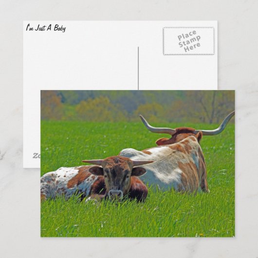 Longhorn Briefkaart (Voorkant / Achterkant)