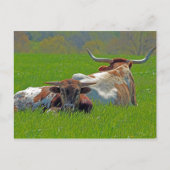 Longhorn Briefkaart (Voorkant)