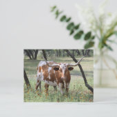 Longhorn Briefkaart (Staand voorkant)