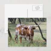 Longhorn Briefkaart (Voorkant / Achterkant)