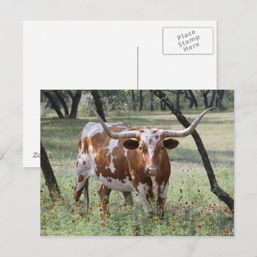 Longhorn Briefkaart (Voorkant / Achterkant)
