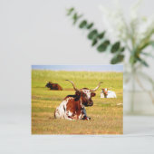 Longhorn Briefkaart (Staand voorkant)