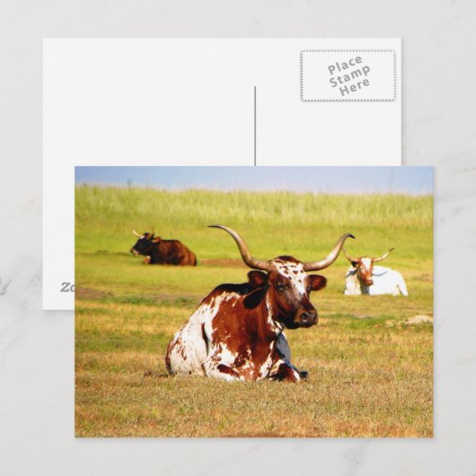 Longhorn Briefkaart (Voorkant / Achterkant)