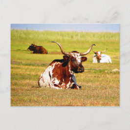 Longhorn Briefkaart