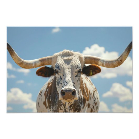Longhorn Bull Foto Afdruk (Voorkant)