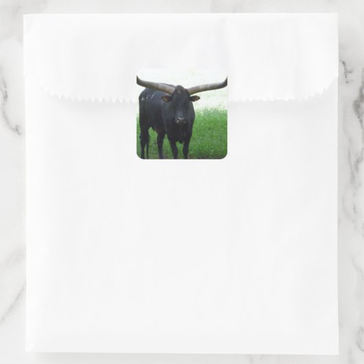Longhorn Bull Sticker (Tas)