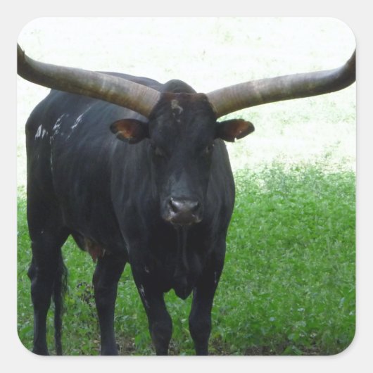 Longhorn Bull Sticker (Voorkant)